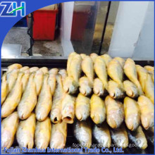 Frozen yellow croaker fish farming